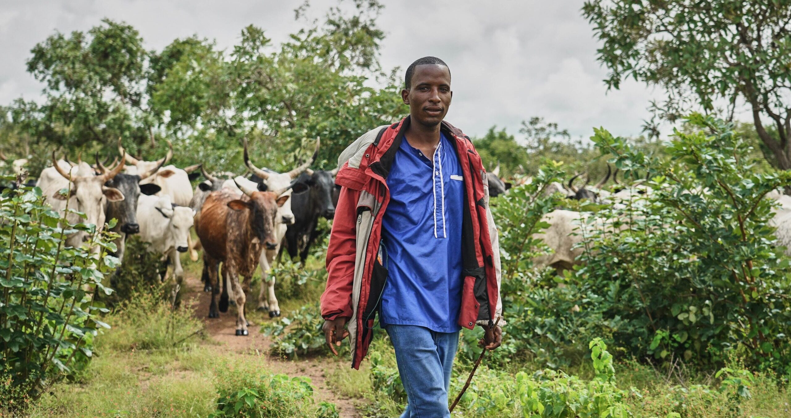 Cattle Herder in Ghana