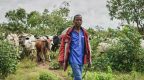 Herder with his cattle in the bush, Ghana
